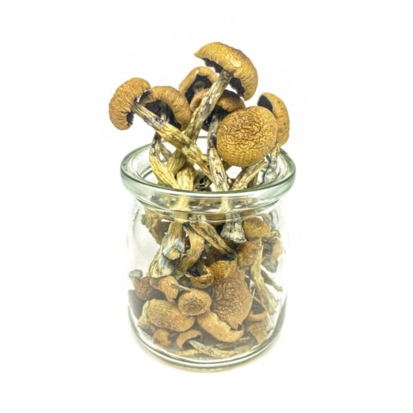 Buy Penis envy mushrooms