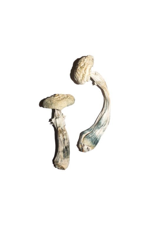 Buy White Albino Avery Mushrooms