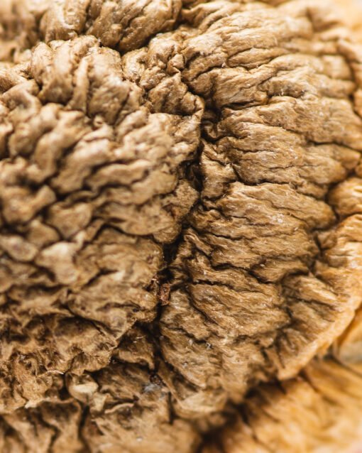 Buy Bachlors | Texas Yellow Cap Mushrooms for sale