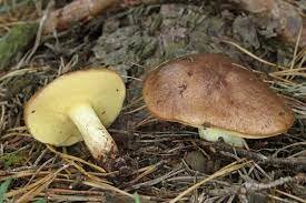 Buy Top Quality Canned Suillus Granulatus Mushroom