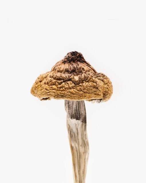 B+ Magic Mushrooms online